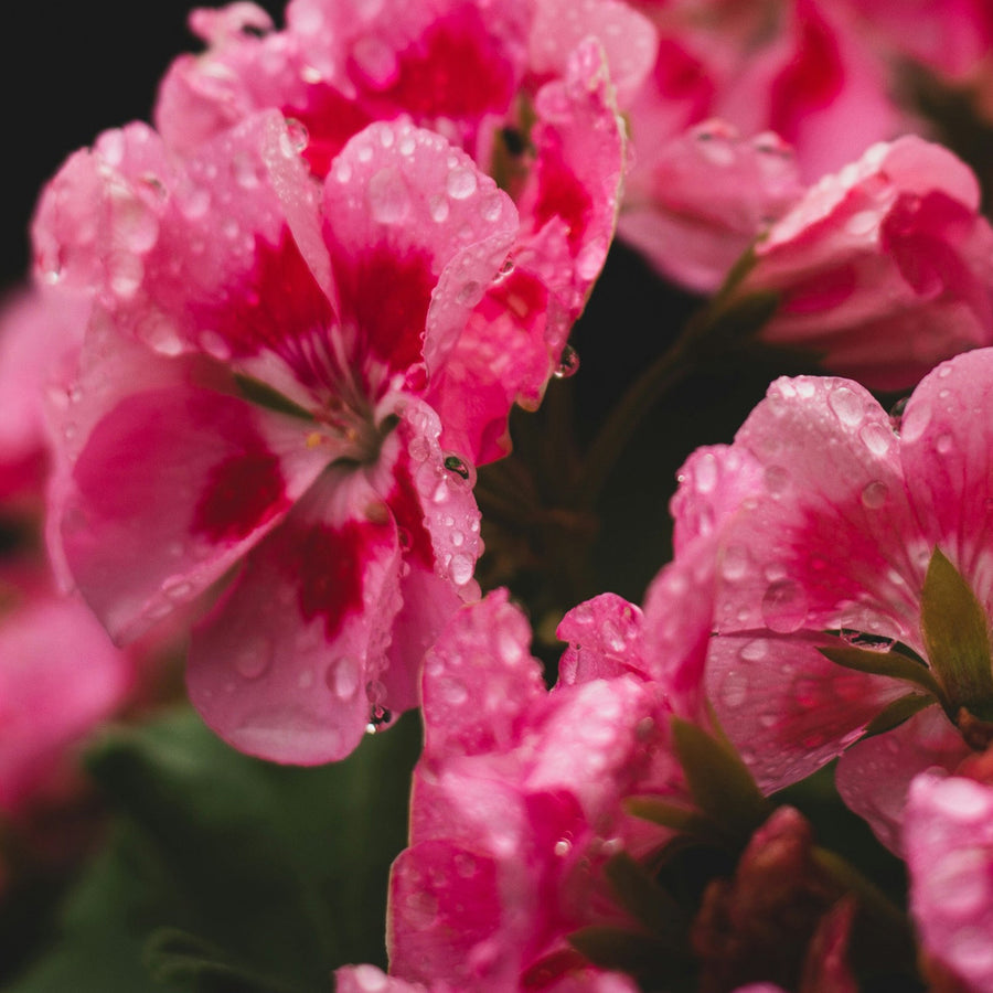 tablettes nettoyantes multi-surface au géranium