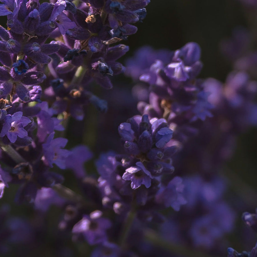tablettes nettoyantes multi-surface à la menthe aquatique et à la lavande